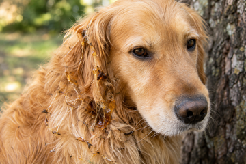 Tree sap caught on a dogs coat