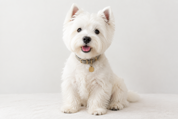 A West Highland White Terrier sitting pretty