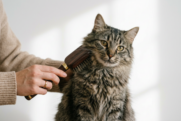 A Tabby can getting his greasy fur brushed