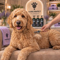 A Goldendoodle lying on a sofa being groomed with the Flying Pawfect Dematting Rake