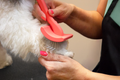 [CM] Flying Pawfect customer review of the flat slicker brush